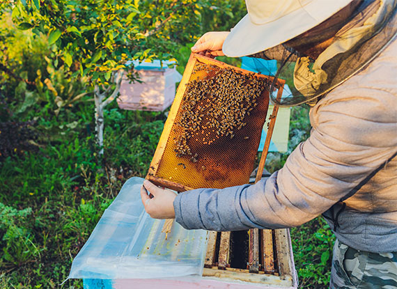 apiculture biologique
